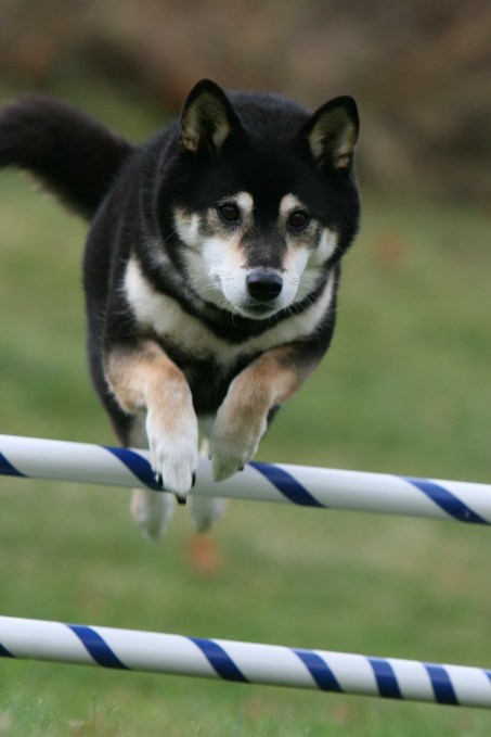 Mary's Shiba - Chin Chin