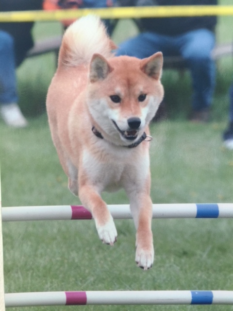 Mary's Shiba - Ko 1