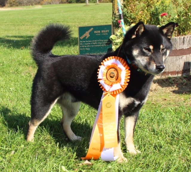 Mary's Shiba - Mayday