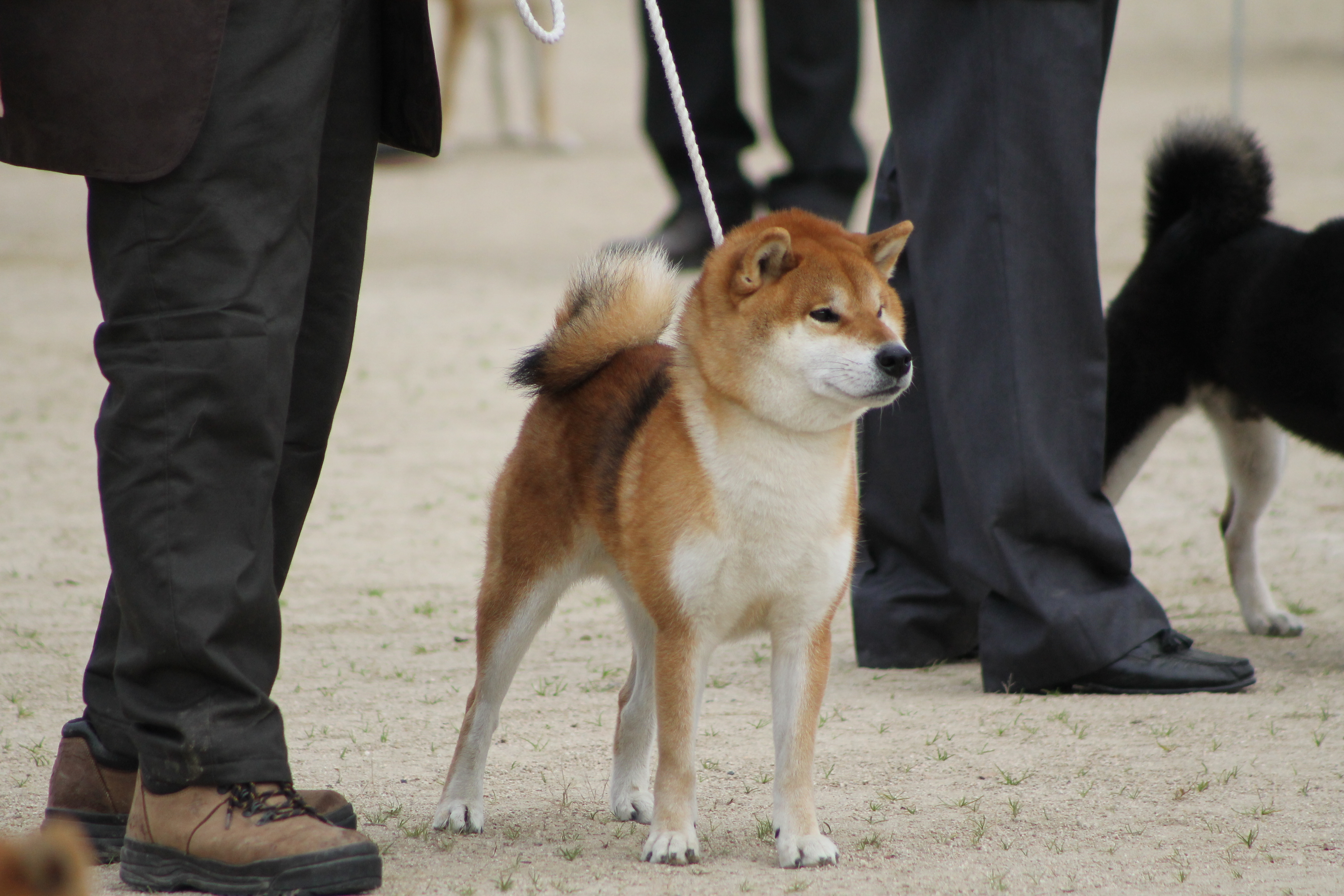 トップス shiba womens-relaxed-t-shirt-poppy-