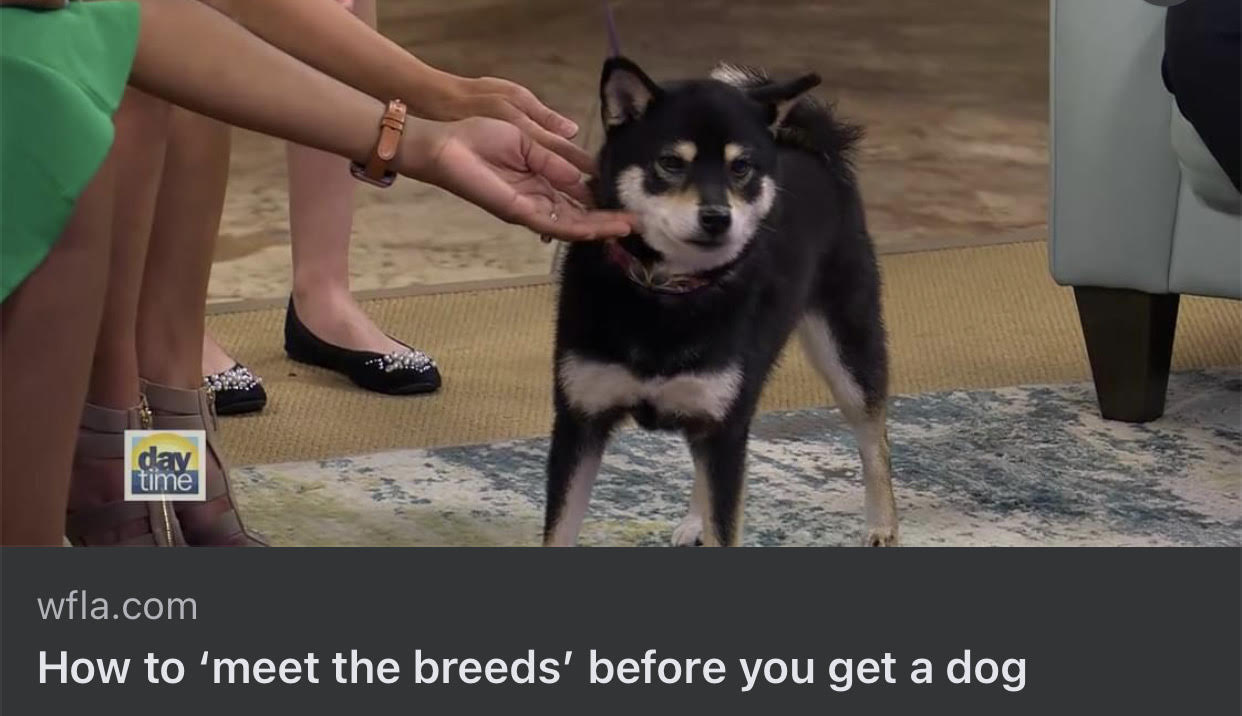 Nekora on the news
