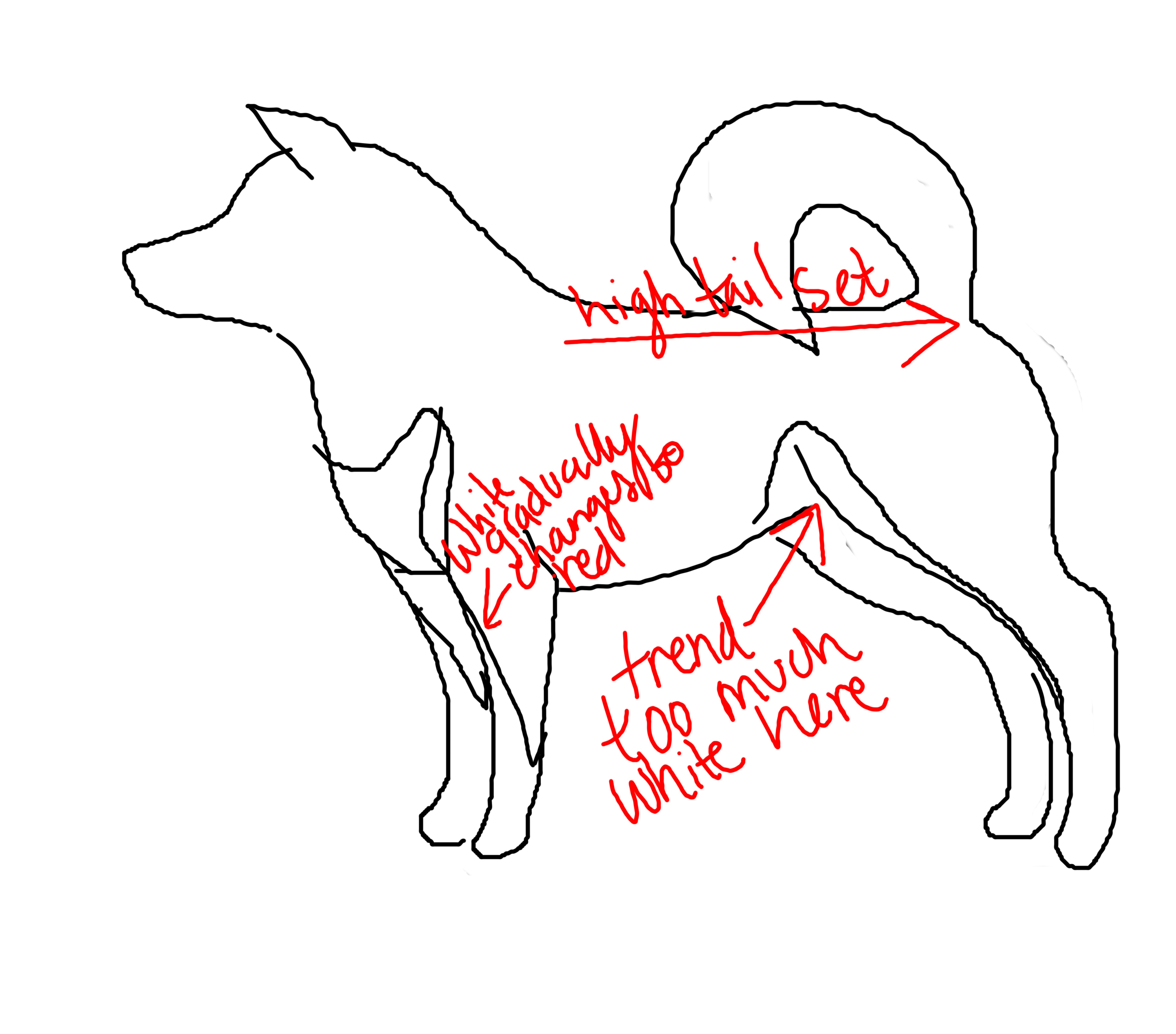 Shiba diagram tail set and white