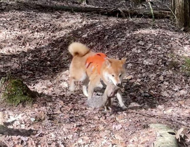 Big Bear retrieving a squirrel 
